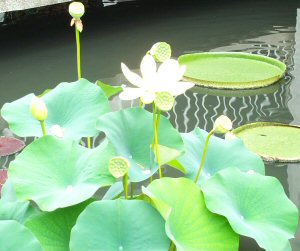 White Water Lillies.jpg